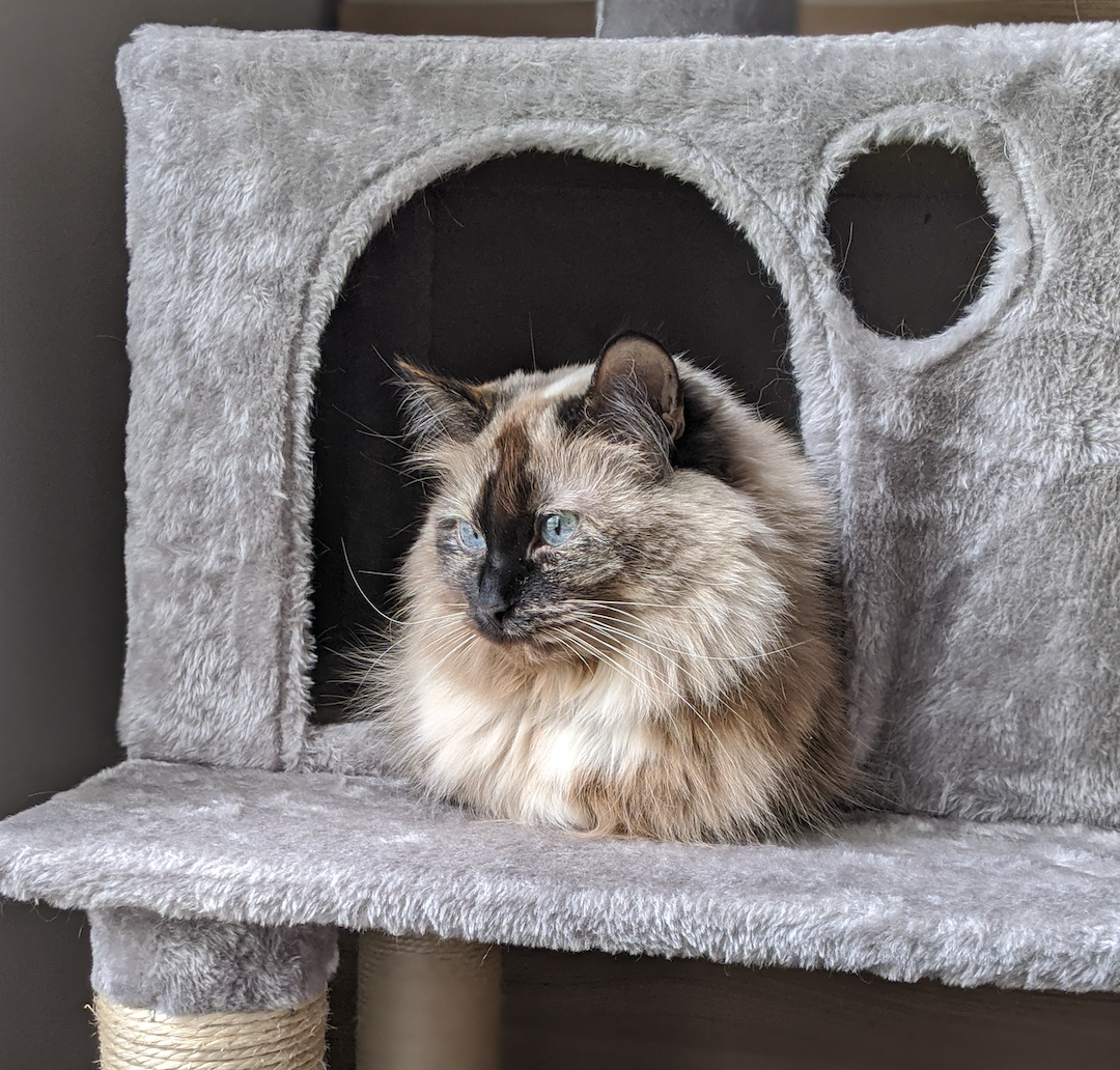 Pet Coco